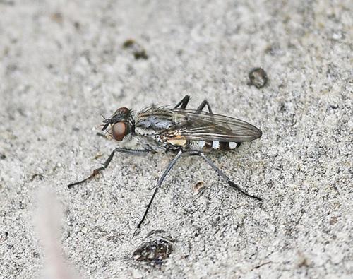 Réf. 356 898 : Lispe tentaculata